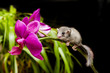 baby graphiurus 02