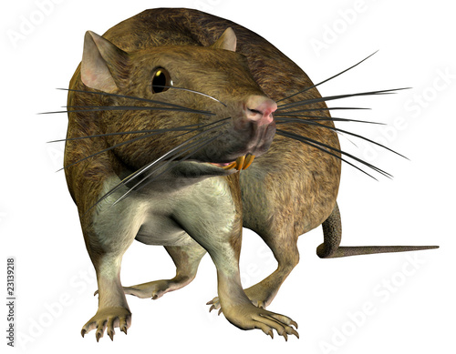 Illustration: suchende Ratte suchende Ratte