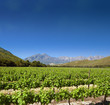 Photo en ligne au meilleur prix A beautiful South African vineyard on a crystal clear day