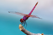 Foto: Brilliantly colored dragonfly perched on a twig Brilliantly colored dragonfly perched on a twig
