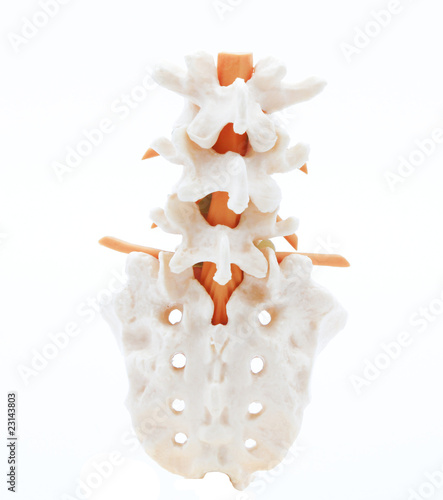 Photo: Model of a spine Model of a spine