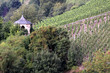 Weinberge in Saarburg