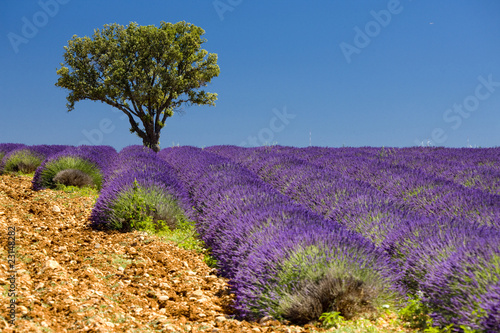 Fototapeta lavender field with a tree, Provence, France