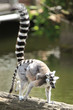 Lemur, ZOO