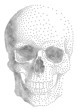 human skull, vector