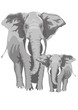 big and small elephant, vector