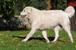 Kuvasz am laufen