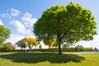 Tree in the park