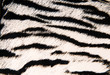 ����: Imitation of tiger leather as a background � Elnur #23157487