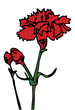 carnation