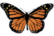 monarch butterfly