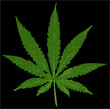 cannabis