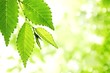 Fresh green leaves