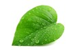 Green leaf with water droplets