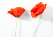 Poppies
