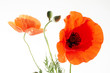Poppies