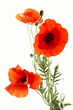 Poppies