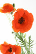 Poppies