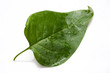 green lilac leaf isolated on a white background green lilac leaf isolated on a white background