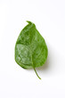 green lilac leaf isolated on a white background green lilac leaf isolated on a white background