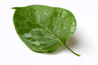 green lilac leaf isolated on a white background green lilac leaf isolated on a white background