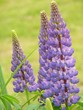 Beautiful flower lupine