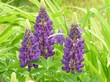 Beautiful flower lupine Beautiful flower lupine