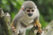 Squirrel monkey Squirrel monkey