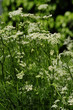 Foto: Wiesenkümmel Wiesenkümmel