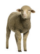 Merino lamb, 4 months old, portrait Merino lamb, 4 months old, portrait