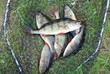 Foto: Flussbarsch (Perca fluviatilis) Flussbarsch (Perca fluviatilis)