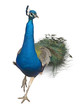 Male Indian Peafowl walking in front of white background Male Indian Peafowl walking in front of white background