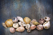 Shells