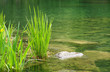 Wellness Stimmung am See - At the Lake