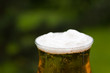 Glas Bier