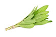 salvia