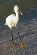 Foto: White Ibis White Ibis