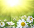 Daisy field against the sun