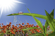 La primavera