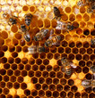 honey comb and a bee working