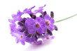 lavender flower on the white background