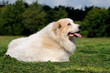 Hirtenhund im Gras