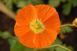 coquelicot orange