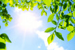 Green leaves with sun ray Green leaves with sun ray