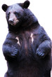 black bear