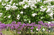 Lilac Lilac