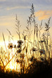 sunset on daisy field