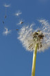 Pusteblume