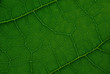 Feuille