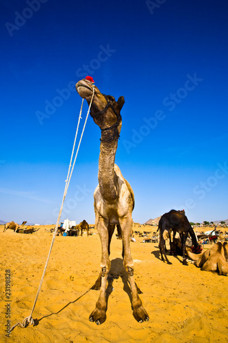 Foto: Kamel Pushkar 2 Kamel Pushkar 2